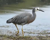 White faced heron